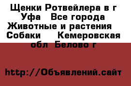 Щенки Ротвейлера в г.Уфа - Все города Животные и растения » Собаки   . Кемеровская обл.,Белово г.